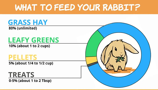 bunny feed chart.webp