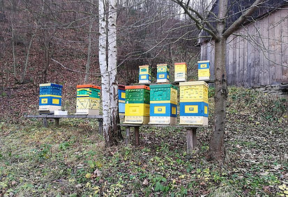 kolorowe ule na drewnianych stojakach na tle stodoła, roślinność