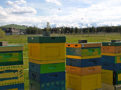 kolorowe ule z panoramą Tatr w tle