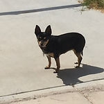 Pet_Family_Support_Forever_Peaceful_Memo
