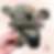 Thumbnail: Baby Goblin