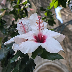 Picture of a hibiscus flower as a symbol of neurodiversity, which is one of the areas Emilie at Wanderwood Coaching near Winchcombe, Cheltenham, specialises in, offering coaching sessions online or in person to adults who may be neurodivergent or exploring a diagnosis of ADHD, autism, ASD or AuDHD, or who may need support seeking diagnosis, post-diagnosis, strategies for coping, career and workplace support with reasonable adjustments or perhaps with parenting neurodivergent children.