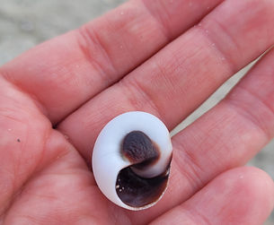 Photo of a marine snail shell, purple and white, in a palm