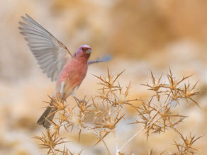 ציפורי הנגב