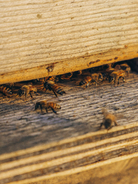 Bees at a beehive entrance