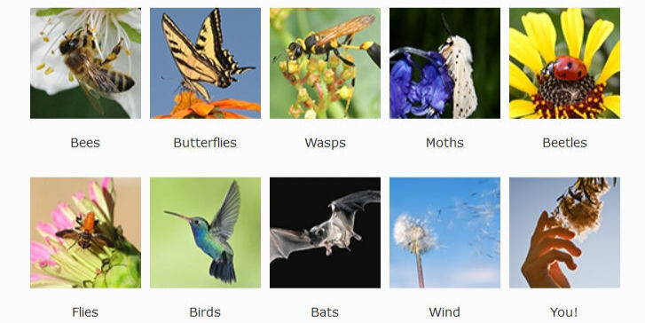 Grid of nature categories: Bees, Butterflies, Wasps, Moths, Beetles, Flies, Birds, Bats, Wind, You