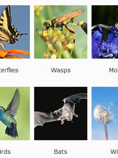 Grid of nature categories: Bees, Butterflies, Wasps, Moths, Beetles, Flies, Birds, Bats, Wind, You