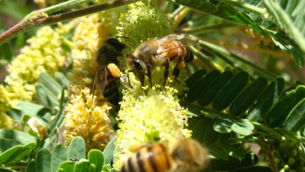 Bee on Mesquite Flower