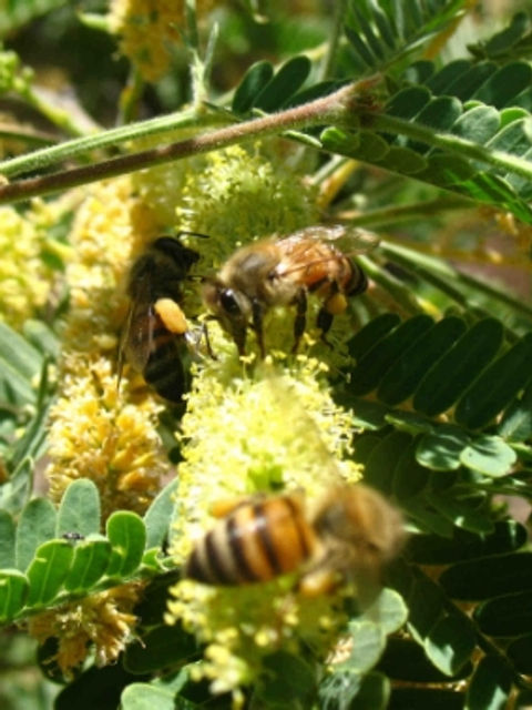 Honey bees collecting pollen from yellow desert flowers