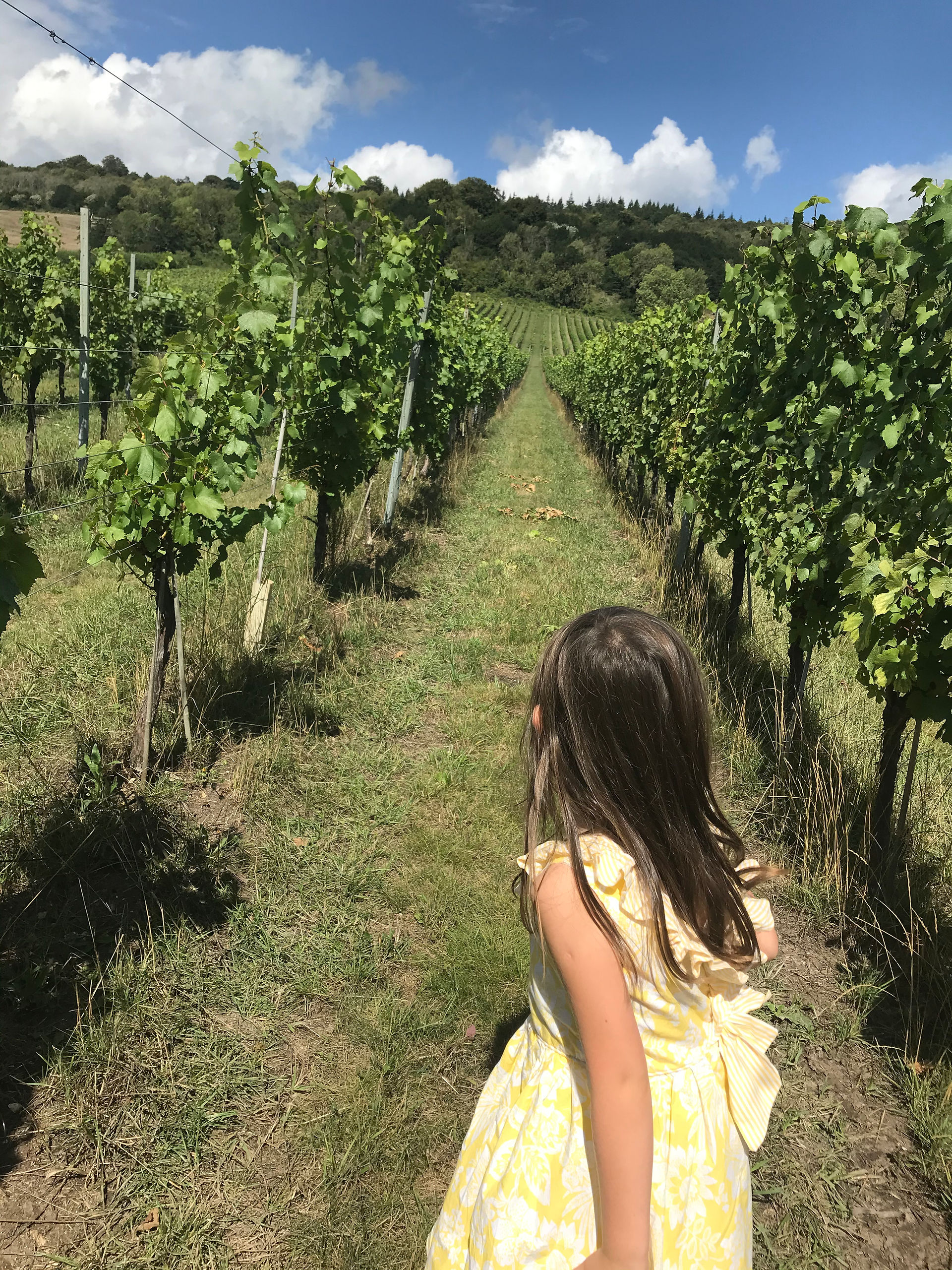 walking through the vineyard