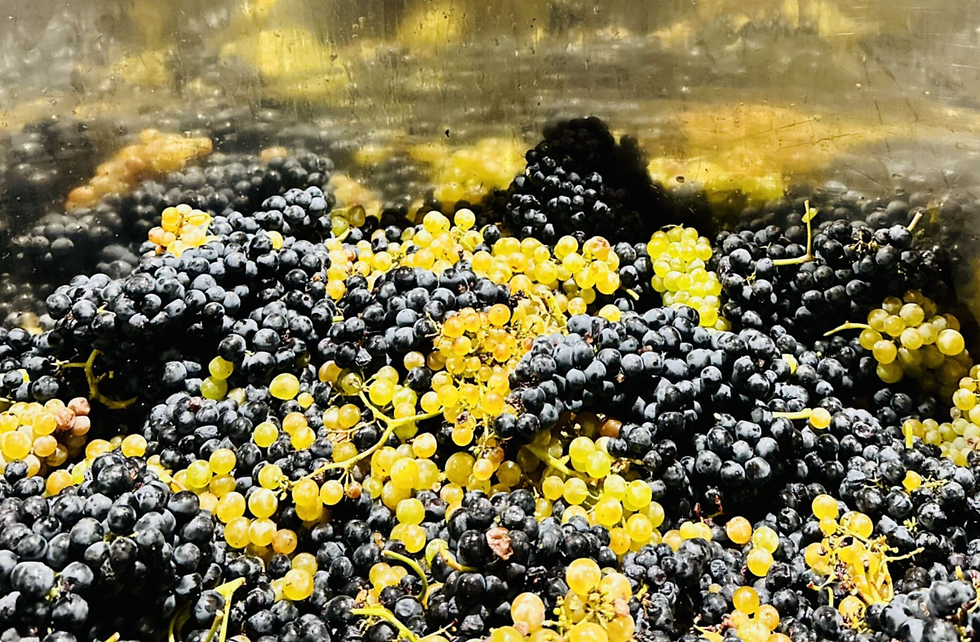 black and white grapes together