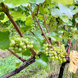 Chardonnay grape