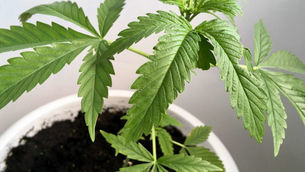 How to start a hemp enterprise in India?