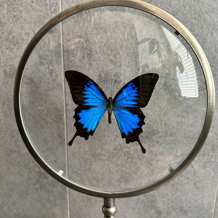 Papilio Ulysse dans sa loupe entomologique XXL