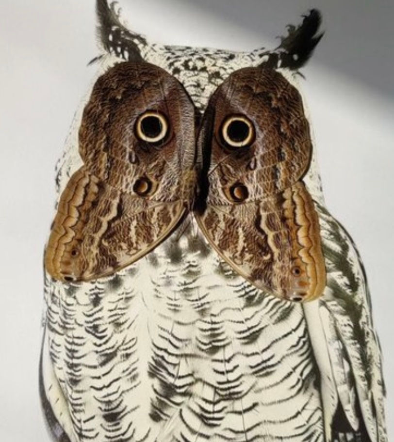 Papillon Hibou dans un cadre entomologie