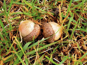 Magical Herbalism from the Raven’s Beak - Acorn