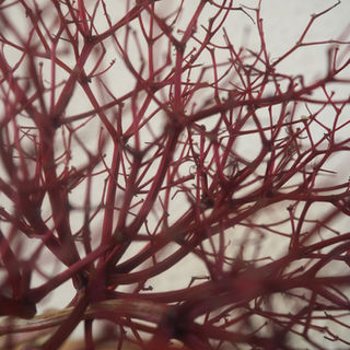 Sambucus nigra - Schwarzer Holunder