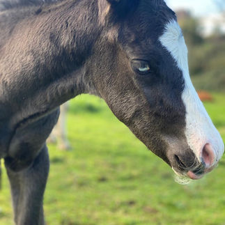 Poulain noir yeux bleus paint horse gaia