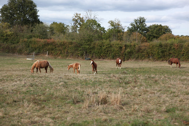 chevaux pré liberté Sylvia Chevaux de Gaïa