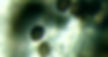 Mold2