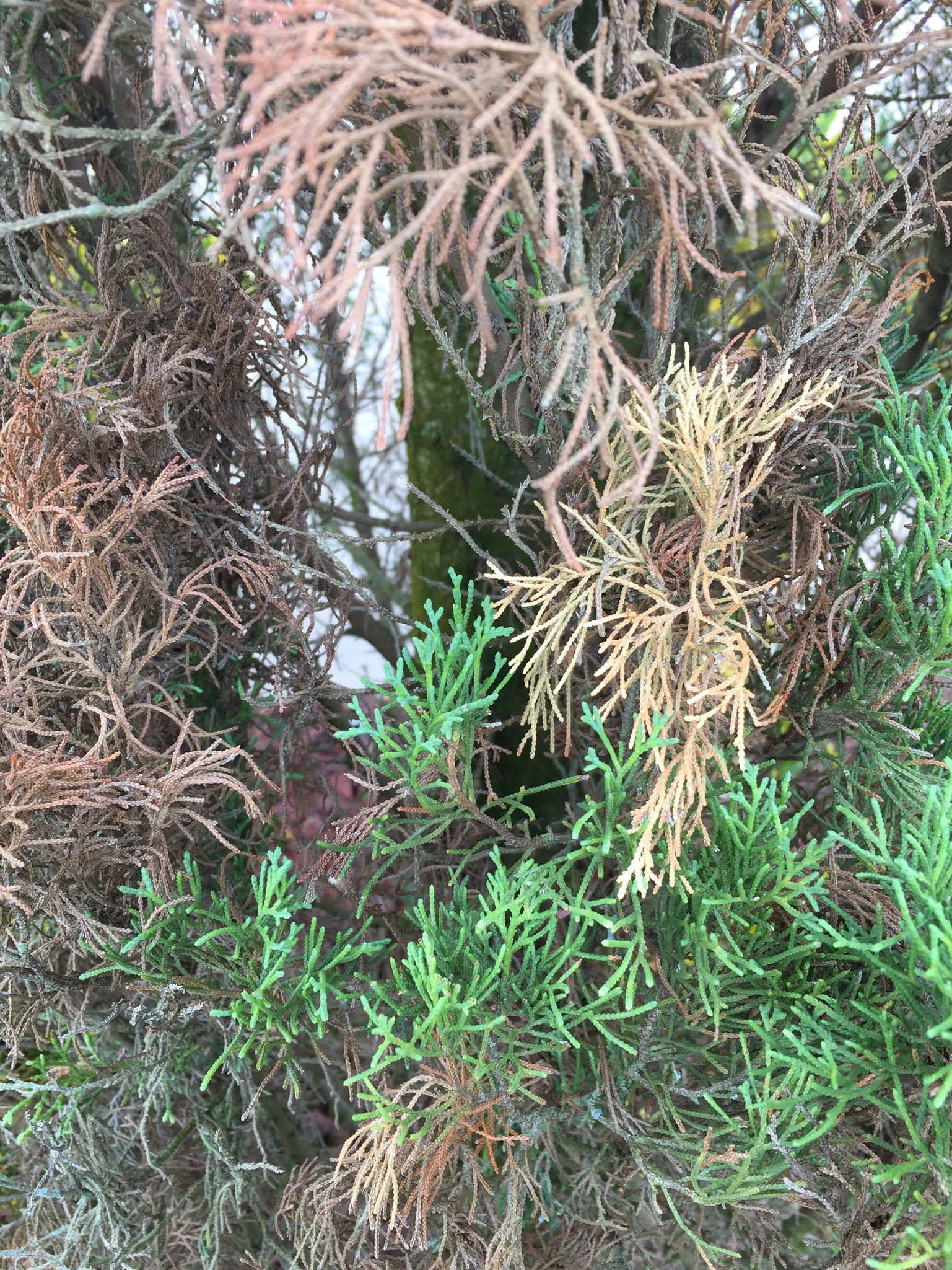 Pest Doctor - Pest Control - Termite Control, Miami - Broward