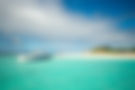 Sea Life Anguila-9.jpg