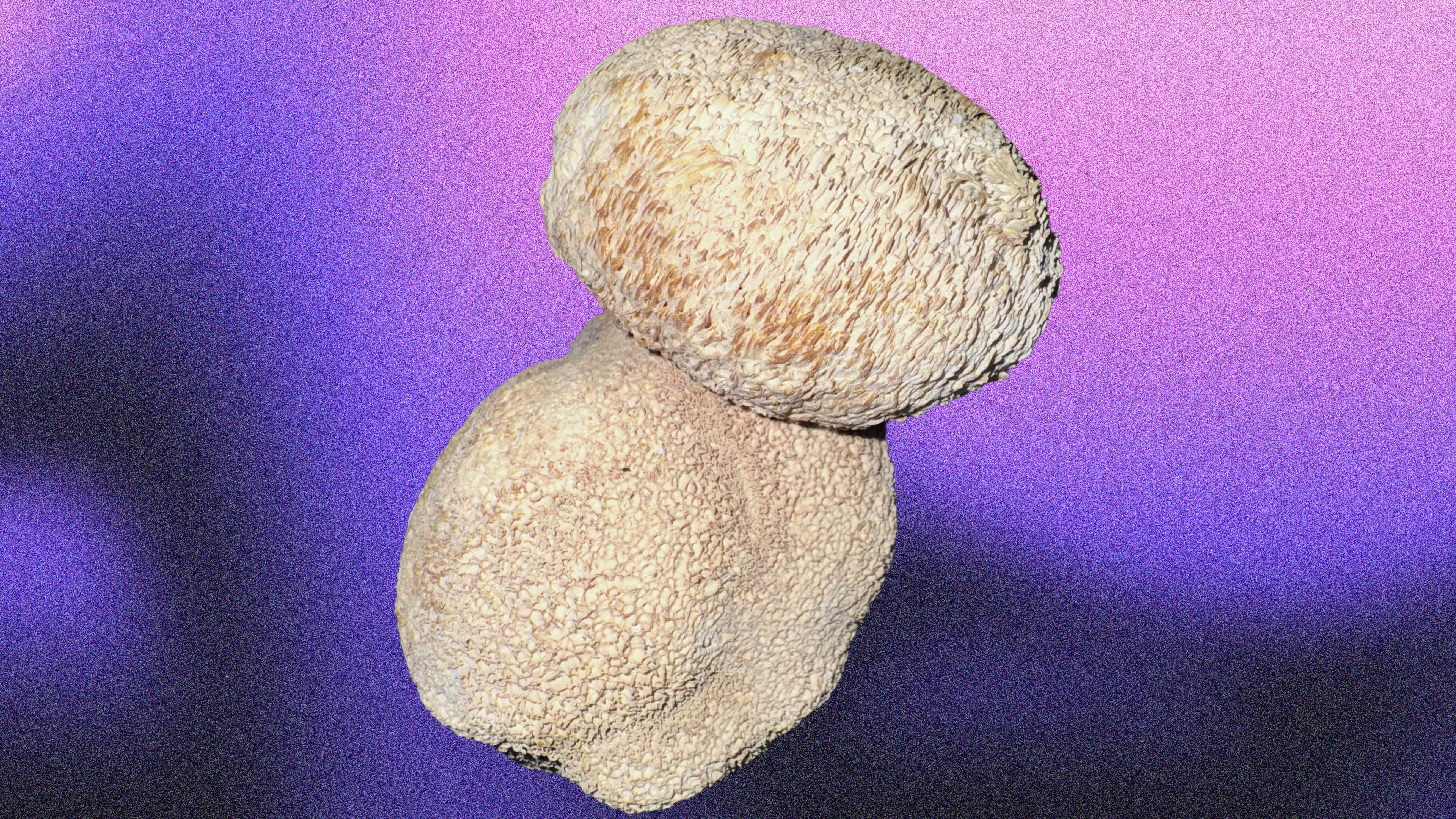 Lions Mane (Hericium erinaceus) Fruiting Body