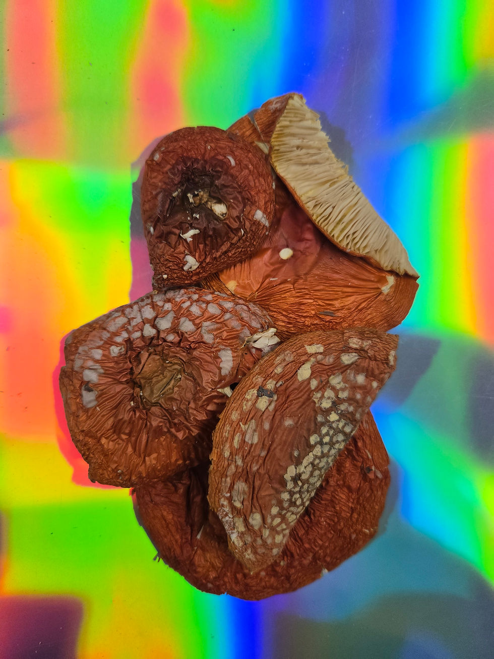 Top-down dried Amanita caps on a holographic background, showing texture and gills.