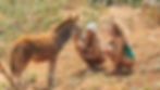 LAB05785 (1).jpeg