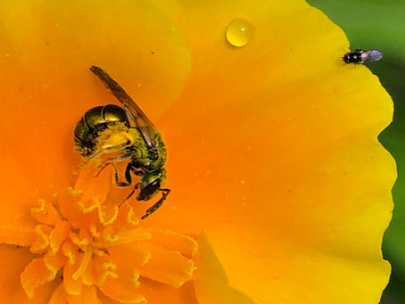 Jewel-toned! Metallic Green Sweat Bees