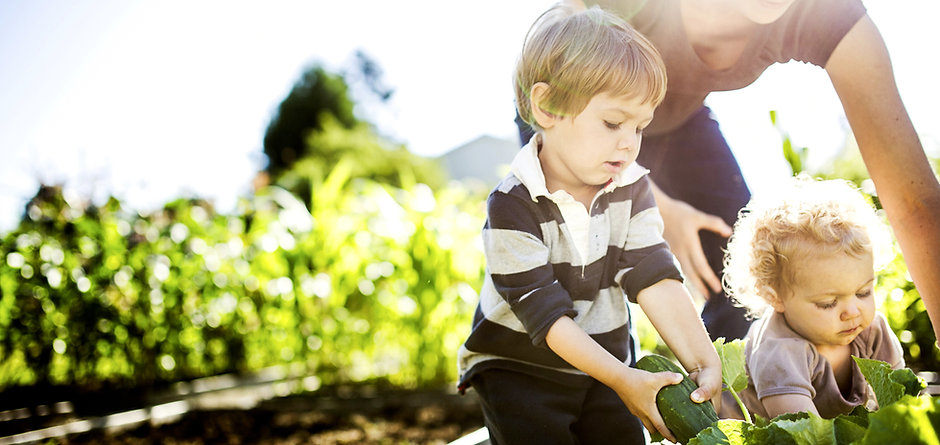 Vegetable Picking