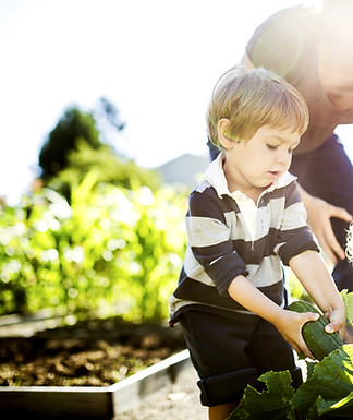 Vegetable Picking