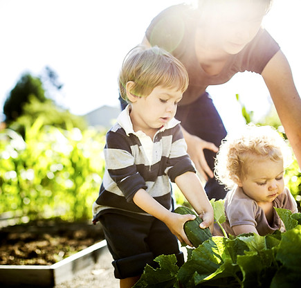 Vegetable Picking