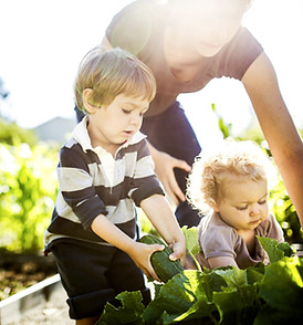 Vegetable Picking