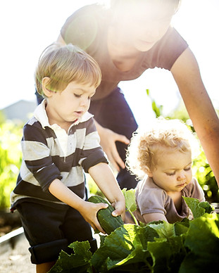 Vegetable Picking