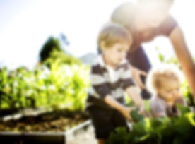 Vegetable Picking