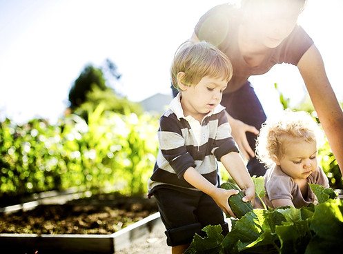 Picking vegetal