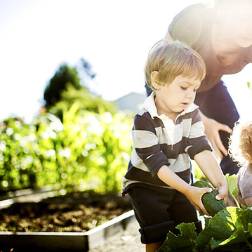 Picking légumes