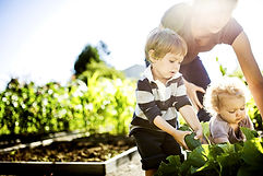 Vegetable Picking