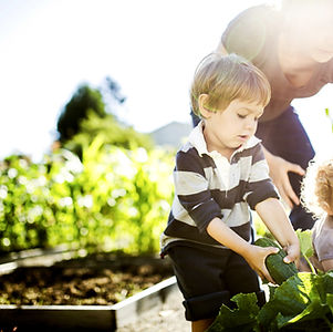 Vegetable Picking