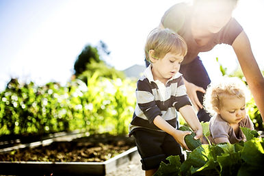 Vegetable Picking