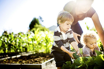 Vegetable Picking