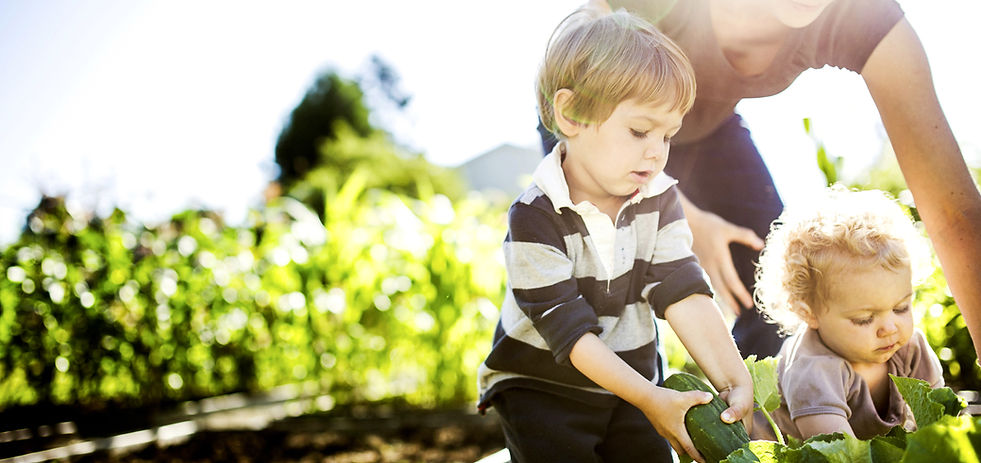 Picking vegetal