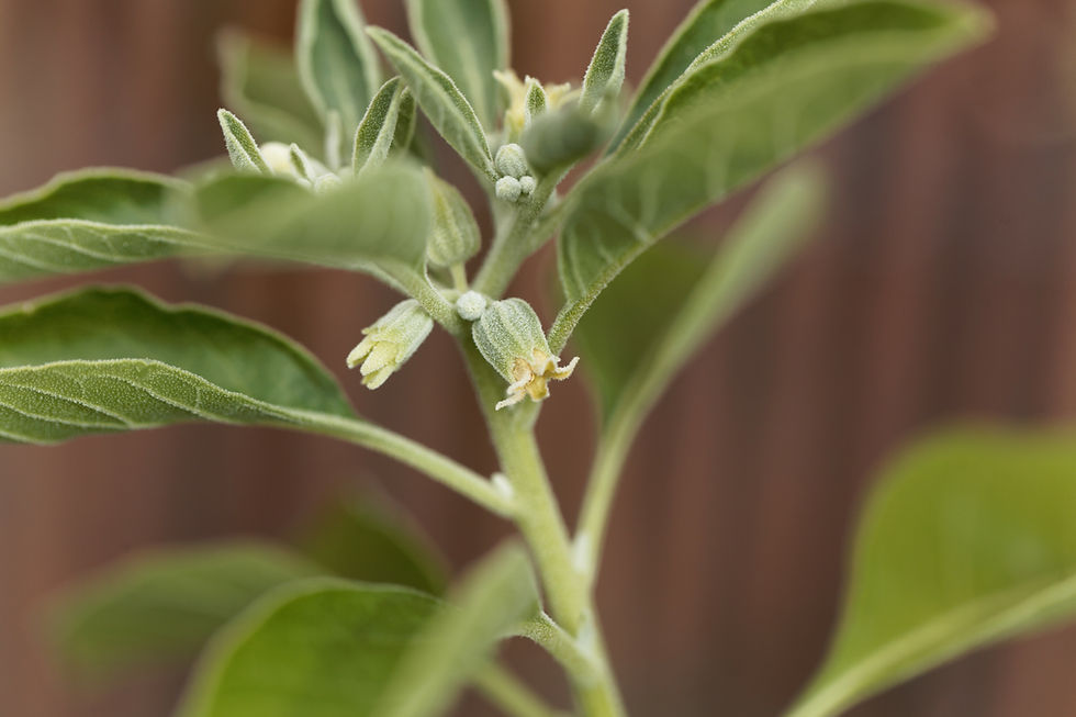 Ashwagandha plant