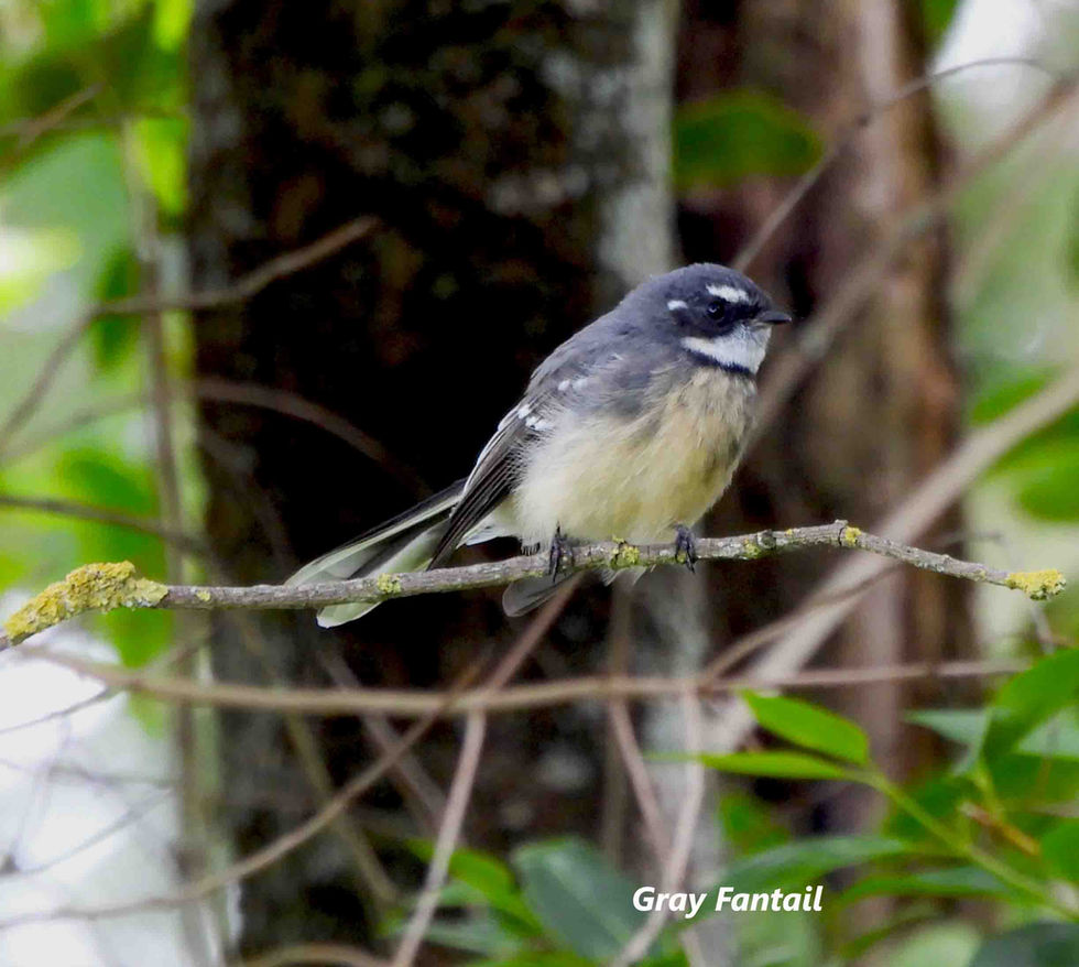 Gray Fantail.JPG