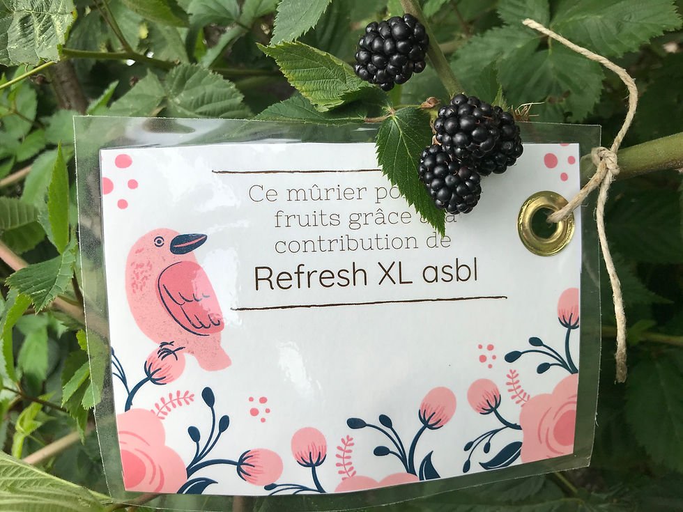 Refresh xl abl