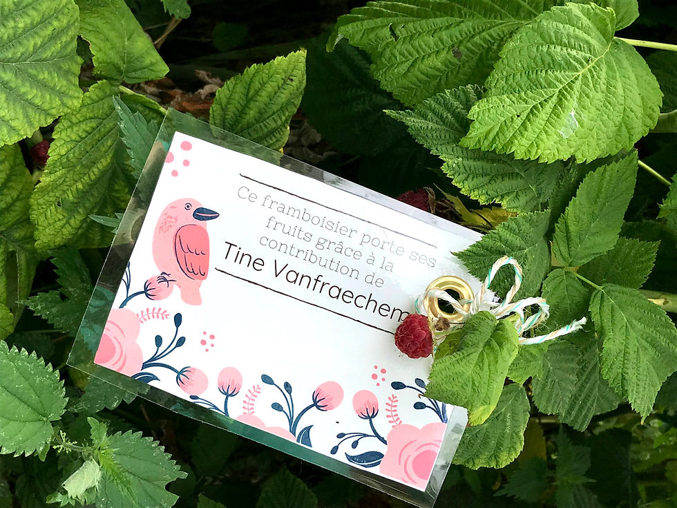 Tine Vanfraechem