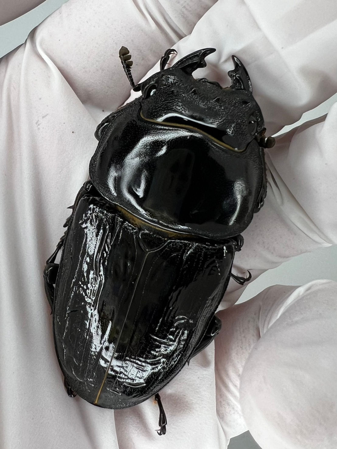 【8/8販売解禁】25新成虫特選一点物　夏No.24 超血統KXX8.3-LBメス単