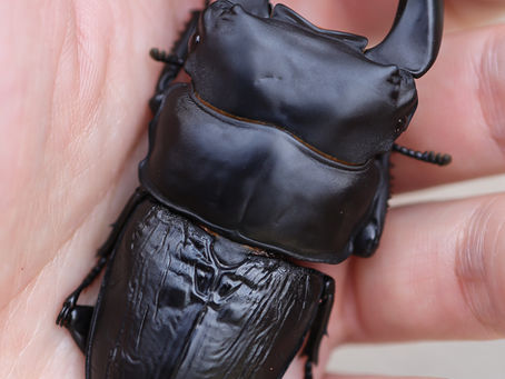 【本店ストック成虫No.39】S76改