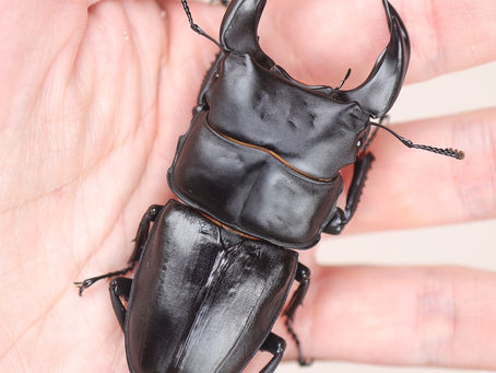 24新成虫特選一点物 GX50-yyii8.1F No.4 8.1F➁ペア